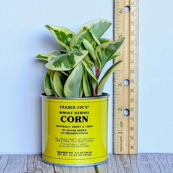 🌿 Trader Joe's 3" Mini Can Food Planter w/ Foliage -NWT - Picture 2 of 6